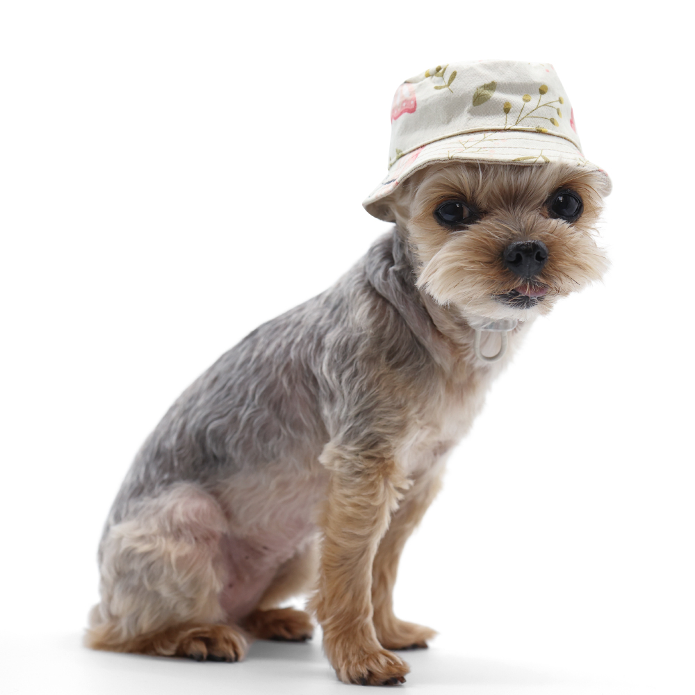 dogo